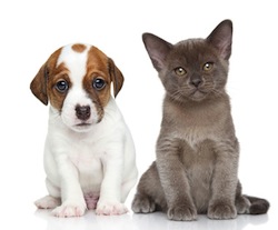Puppy and kitten on white
